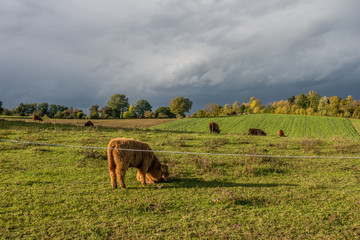 Angus Rinder auf der Weide