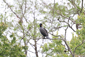 oiseau  Miami Floride Everglade USA