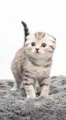 kitten on white background