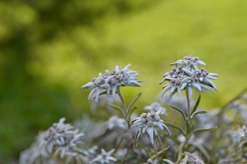 edelweiss flowers