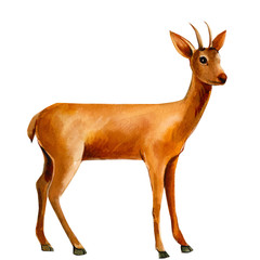 Fototapeta premium watercolor illustration, deer on an isolated white background