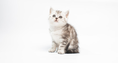 Fototapeta na wymiar kitten on white background