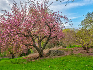 Central Park in spring