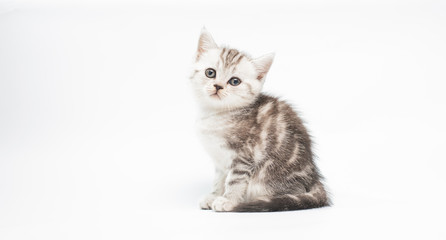 kitten on white background