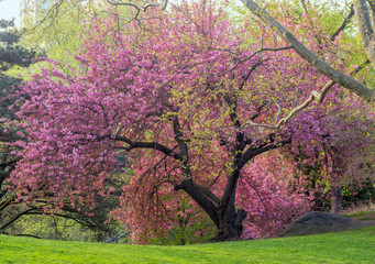 Central Park in spring