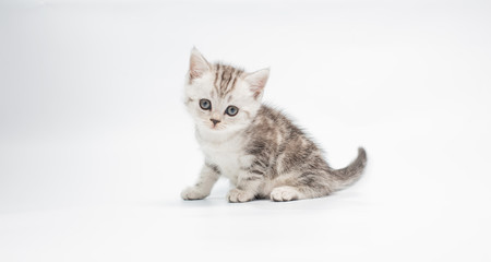 kitten on white background