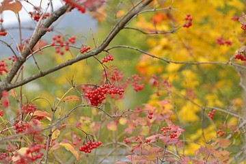 autumn leaves and red berries