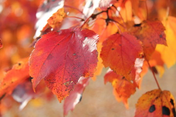 color leaves in fall autumn