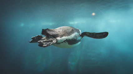 pływający pingwin  - obrazy, fototapety, plakaty