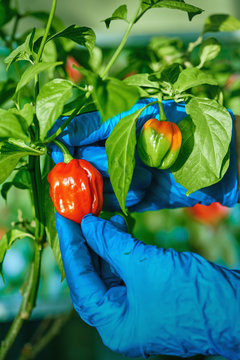 Habanero plant featuring fresh, ripe habanero peppers, ready for picking.