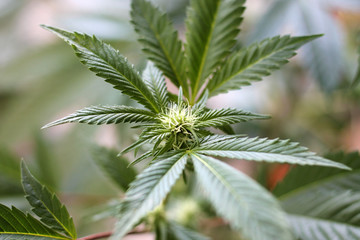 Blooming cannabis plant. Marijuana flower buds.