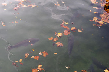 Feuilles d'automne au-dessus de carpes