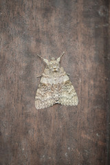 moth on wooden background