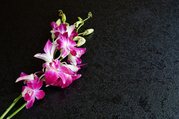 Obraz na płótnie Canvas Wild pink orchid on black textured table