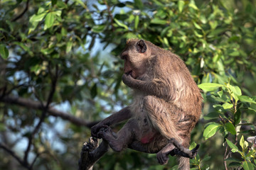 monkey on the tree 