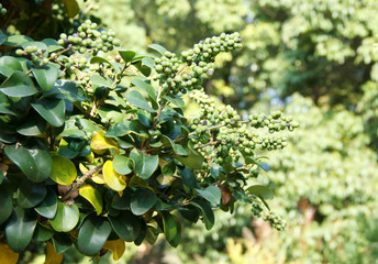 Commiphora wightii, with common names Indian bdellium-tree or Mukul myrrh tree, is a flowering plant in the family Burseraceae. - obrazy, fototapety, plakaty