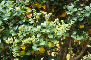 Commiphora wightii, with common names Indian bdellium-tree or Mukul myrrh tree, is a flowering...