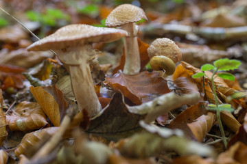 Snail on the mushroom in the autumn's forest