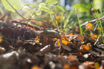 Mushrooms in the autumn's forest