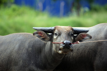 Obraz na płótnie Canvas buffalo in the farm