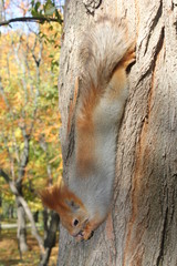 squirrel on tree