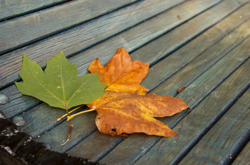 Colorful autumn dry leaves border frame on white painted rustic wooden bench. Empty space for copy, text, lettering
