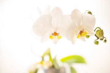 Fototapeta na wymiar White orchid on a bright white background