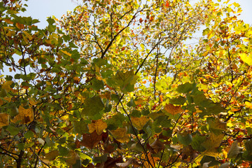Fototapeta premium Orange and yellow maple leaves. Colorful autumn landscape