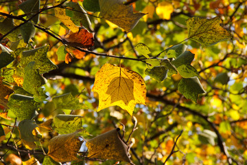 Orange and yellow maple leaves. Colorful autumn landscape