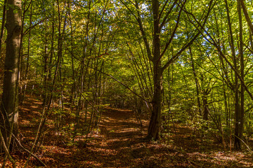 Senda en un bosque en otoño