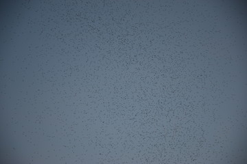 mosquitoes