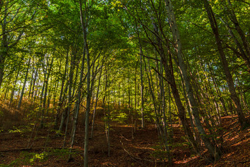 Fototapeta na wymiar Arboles y bosque en otoño