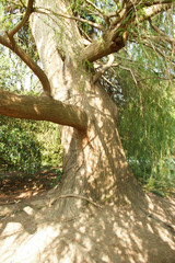 the trunk of a large ancient tree in the Park in the sunlight