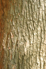 Real tree old wooden texture. Wood background with brown green structure. Natural forest rustic photo