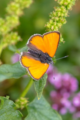macro di una farfalla della famiglia delle lycaenidae