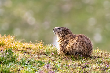 marmotta isolata gran paradiso