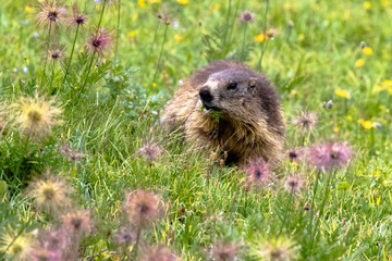 marmotta isolata gran paradiso