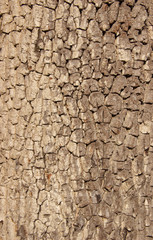 Real tree old wooden texture. Wood background with brown green structure. Natural forest rustic photo