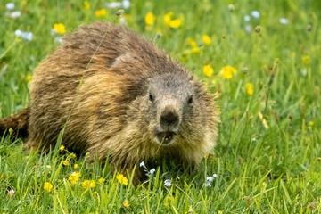 primo piano di una marmotta