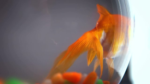 Fish bowl with gold fish in blue water