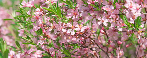 Spring floral panoramic background - Branches of bushes with pink small flowers.