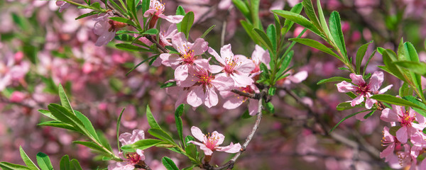 Spring floral panoramic background - Branches of bushes with pink small flowers.