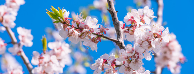 Spring floral background - Apricot branches with small pink and white flowers against a bright blue sky