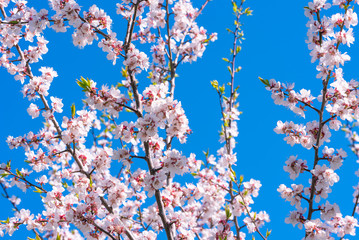 Spring floral background - Apricot branches with small pink and white flowers against a bright blue sky