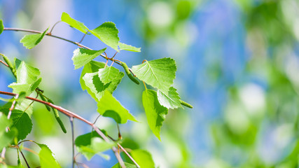 Spring background - Birch branch with young leaves on a blue-green background
