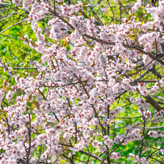 Spring background - many flowers of blooming cherry on branches on a green background