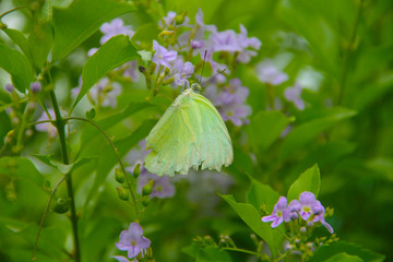 Butterfly with flowers with a blurred background.
