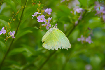 Butterfly with flowers with a blurred background.