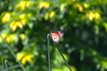 Butterfly with flowers with a blurred background.