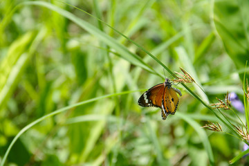 Butterfly with flowers with a blurred background.